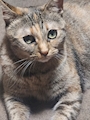 chiko
