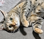chiko