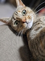 chiko
