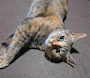 chiko
