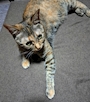 chiko