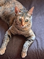 chiko