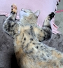 chiko