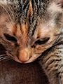 chiko