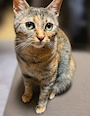 chiko