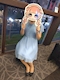 プロフィール写真2・妃咲 舞香|鹿児島/天文館/キャバクラ/BEIGE ベージュ