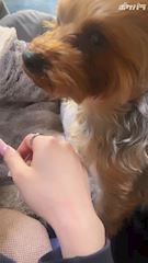 chiko
