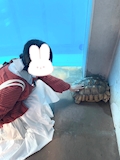 えりん
