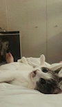 chiko