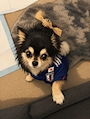 chiko