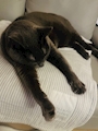 chiko