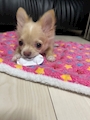 chiko