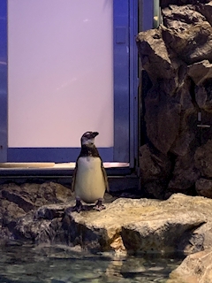 とおか「ペンギン🐧♡」