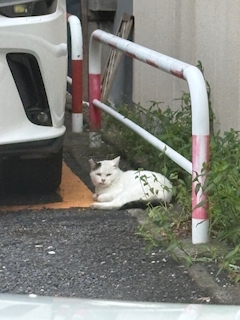 アルコーるかﾁｬﾝ🍸🌊「ぶちゃねこ」