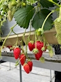 新着ブログ いちご狩り🍓