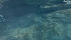 新着ブログ 水族館🪼🐬