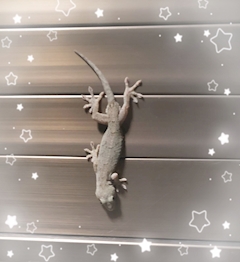 みほ