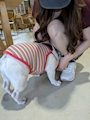 chiko