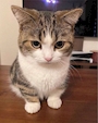 chiko