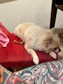 chiko