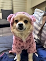 chiko