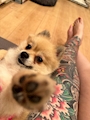 chiko