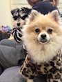 chiko
