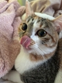 chiko