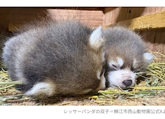 はる