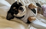 chiko