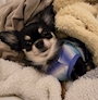 chiko