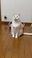 エリカ