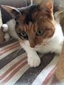 chiko
