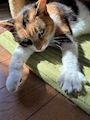 chiko
