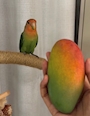 chiko