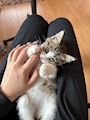 chiko