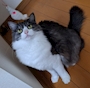 chiko