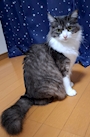 chiko