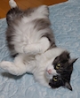 chiko