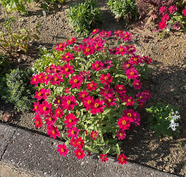 プロフィール写真1・シオリ｜