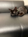 chiko