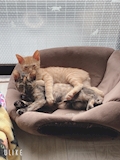 シモさん