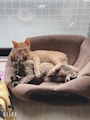 シモさん