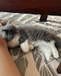 chiko