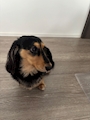 chiko