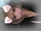プロフィール写真5・あやか｜Nightlounge Mon cheri・モンシェリー - 神栖のキャバクラ
