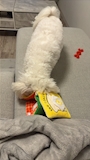 chiko