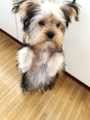 chiko