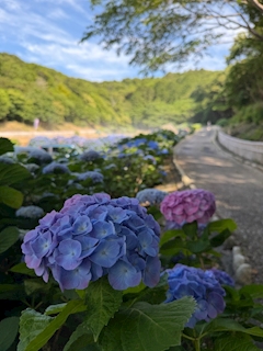あずさ