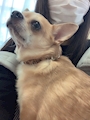 chiko